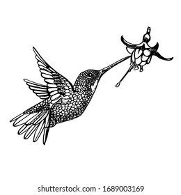 Hummingbird y flor, ilustración vectorial de dibujo a mano aislada en fondo blanco