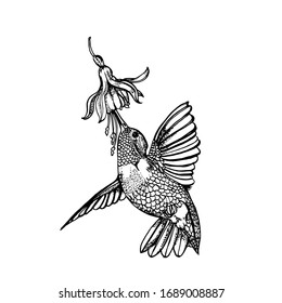Hummingvogel und Blume, handgezeichnete Vektorillustration, einzeln auf weißem Hintergrund