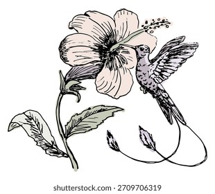 Um beija-flor na flor. Ilustração de vetor desenhada à mão.