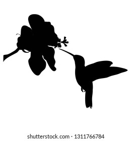 Hummingbird and flower silhouette vector isolated
