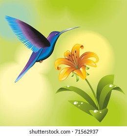 Humming-bird with a flower. Vector illustration.