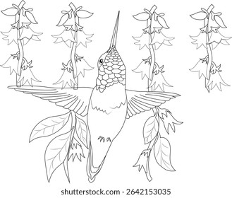 Hummingbird and Flowers Line Art Illustration, Detailed black and white line art illustration of a hummingbird hovering and feeding from bell-shaped flowers. Perfect for coloring books, nature