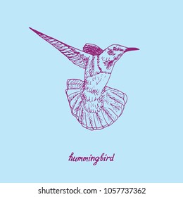 Hummingbird  flying, hand drawn doodle, sketch in pop art style, vector pink outline illustration with inscription