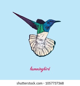 Hummingbird  flying, hand drawn doodle, sketch in pop art style, vector illustration with inscription