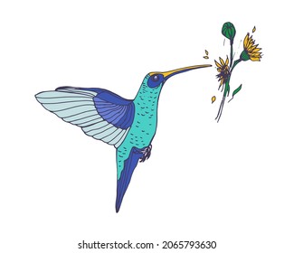 El colibrí volando y picando néctar de flor con pico. Pequeño pájaro zumbido exótico. Dibujo realista del animal plumado tropical hawaiano. Ilustración vectorial dibujada a mano aislada en fondo blanco