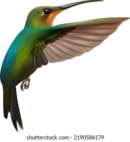 Colibrí volando. Vector aislado realista.