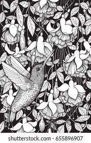 Hummingbird and fuchsia flowers hand drawn illustration. Tropical design.