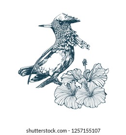 Hummingbird, hand drawing vector