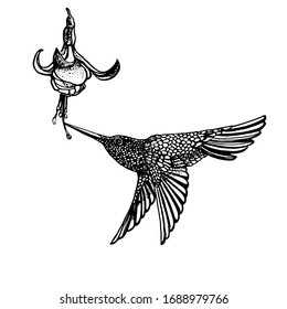 Hummingbird, hand drawing vector illustration isolated on white background