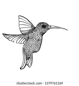 Hummingbird , hand drawing vector,ink isolated on white background