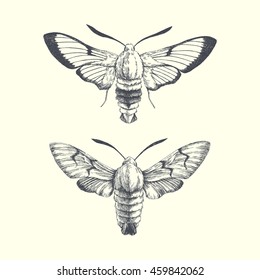 hummingbird hawk-moth and Broad-bordered bee hawk-moth. graphic illustration of moth