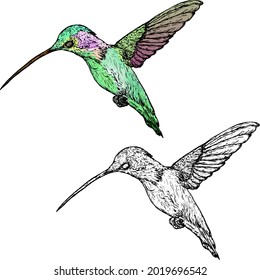 Hummingbird hovering in the air. Hand drawn vector illustration.