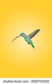 A hummingbird hovering in the air. Hand drawn vector illustration.