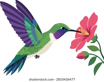 hummingbird hovering over pink flower, side profile, detailed flat vector illustration for wildlife infographic, nature poster, website banner, educational material