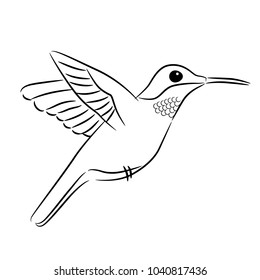 Outline Hummingbird Stock Images, Royalty-Free Images & Vectors