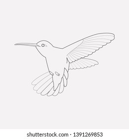 Hummingbird icon line element. Vector illustration of hummingbird icon line isolated on clean background for your web mobile app logo design.