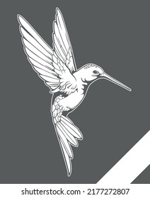 Hummingbird-Illustration in verschiedenen Facetten.