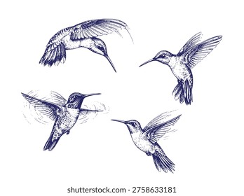 Conjunto de ilustración de colibrí dibujado a mano Arte vectorial de boceto