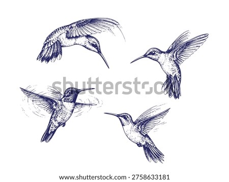 Hummingbird Illustration Set Hand Drawn Sketch Vector Art