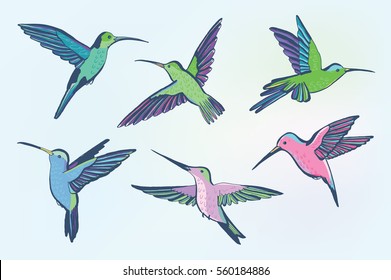 humming-bird illustrations vector set