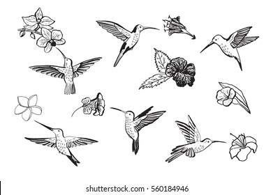 humming-bird illustrations vector set