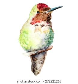 Hummingbird Isolated On White Background, Bird Watercolor Painting, Vector Illustration.