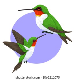 hummingbird isolated set 