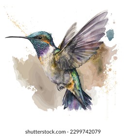 Hummingbird isolated in white background, watercolor vector illustration.