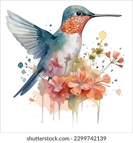 Hummingvogel einzeln auf weißem Hintergrund, Aquarell, Vektorgrafik.