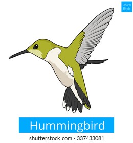 Hummingbird Learn Birds Educational Game Vector Stock Vector (Royalty ...