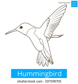 Hummingbird learn birds educational game coloring book vector illustration