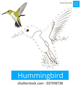 Hummingbird learn birds educational game learn to draw vector illustration