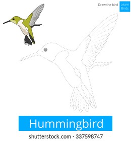 Hummingbird learn birds educational game learn to draw vector illustration