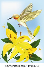 the humming-bird and lilies