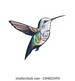 Hummingbird Logo Flying full color