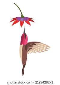 Hummingbird. Multi-colored flying tropical colibri with flower isolated on white background. Vector illustration of bright paradise bird fly over the blooming flower
