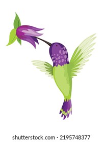 Hummingbird. Multi-colored flying tropical colibri with flower isolated on white background. Vector illustration of bright paradise bird fly over the blooming flower