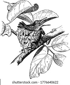 Hummingbird nest with two weeks or fourteen days, old hummingbirds, vintage line drawing or engraving illustration.