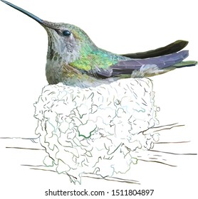 Hummingbird in the nest vector color illustration