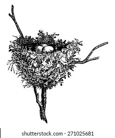 Hummingbird nests, vintage engraved illustration. La Vie dans la nature, 1890.