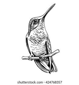 Hummingbird on branch. Vector illustration.