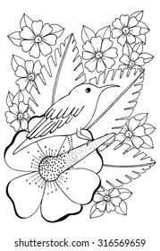 Humming-bird on a flower