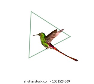 hummingbird on green triangle