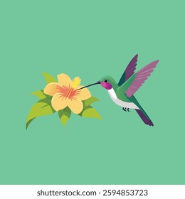 Hummingbird on a Hibiscus Flower