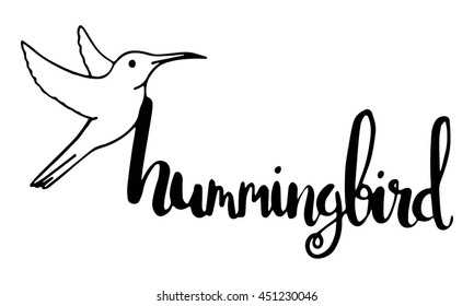 hummingbird on white background