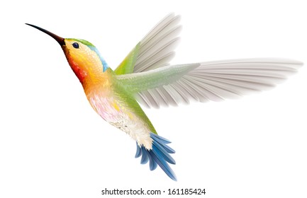 hummingbird on a white background. vector illustration