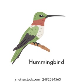 Hummingbird perched on tree branch vector illustration, cartoon clipart character, animal in flat style. Wild animals, avian, birds concept. Ruby-throated hummingbird vector design isolated