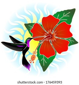 Hummingbird and Red Hibiscus