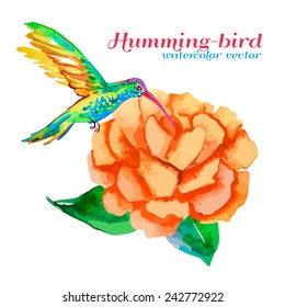 Hummingbird and rose. Isolated objects. Tropical bird and flower. Camellia. Watercolor. Vector.