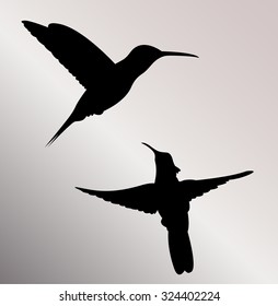 Hummingbird silhouette
